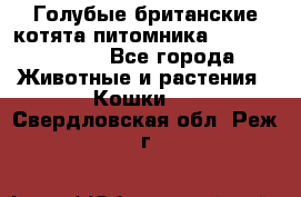 Голубые британские котята питомника Silvery Snow. - Все города Животные и растения » Кошки   . Свердловская обл.,Реж г.